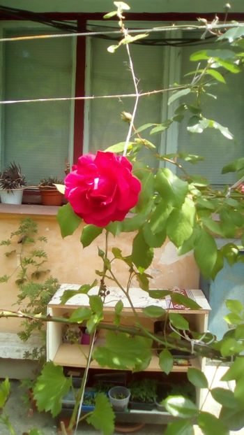 IMG-20200504-WA0026 - Trandafiri