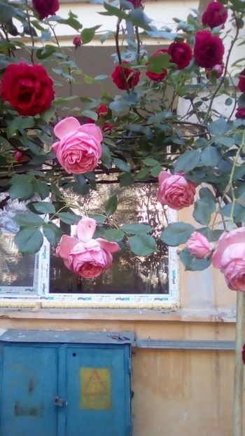 IMG-20200516-WA0002 - Trandafiri