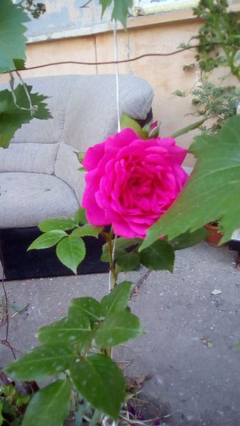 IMG-20200516-WA0009 - Trandafiri