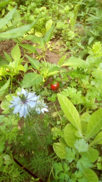 IMG-20180701-WA0140 - De prin gradinita