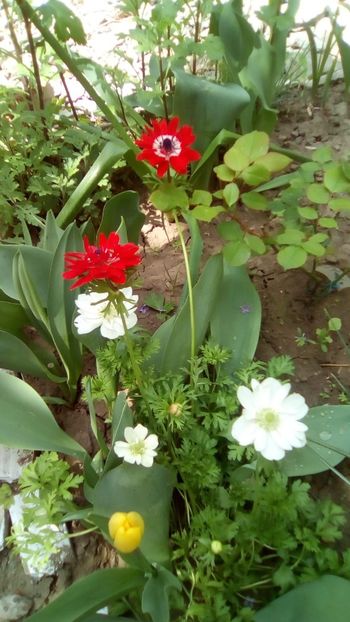 IMG-20190430-WA0001 - De prin gradinita