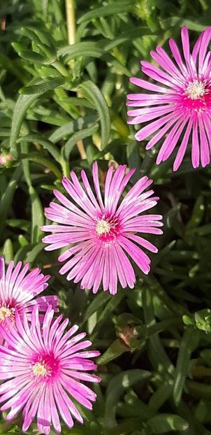 Floarea de cristal sau Planta de gheață (Delosperma) - Floarea de cristal sau Planta de gheață - Delosperma