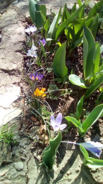 IMG-20200313-WA0000 - De prin gradinita