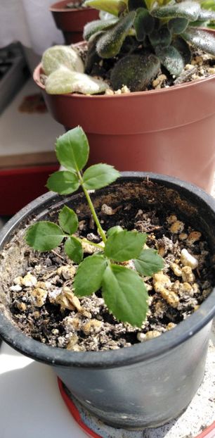 IMG-20200405-WA0088 - De prin gradinita