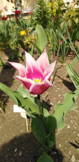 IMG-20200405-WA0092 - De prin gradinita