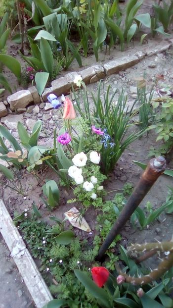 IMG-20200408-WA0000 - De prin gradinita