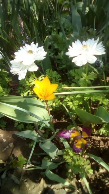 IMG-20200410-WA0013 - De prin gradinita