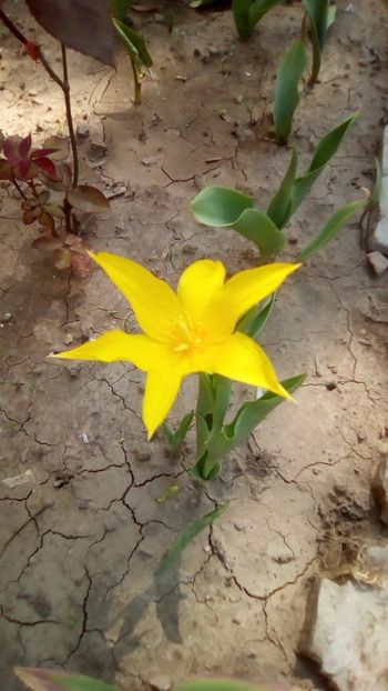 IMG-20200410-WA0014 - De prin gradinita