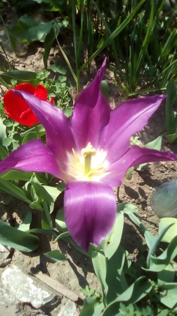 IMG-20200410-WA0018 - De prin gradinita