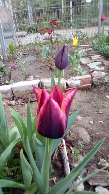 IMG-20200411-WA0008 - De prin gradinita