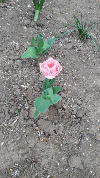 IMG-20200419-WA0020 - De prin gradinita