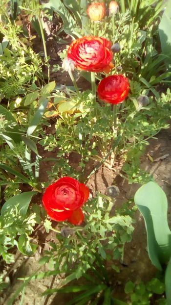 IMG-20200420-WA0016 - De prin gradinita