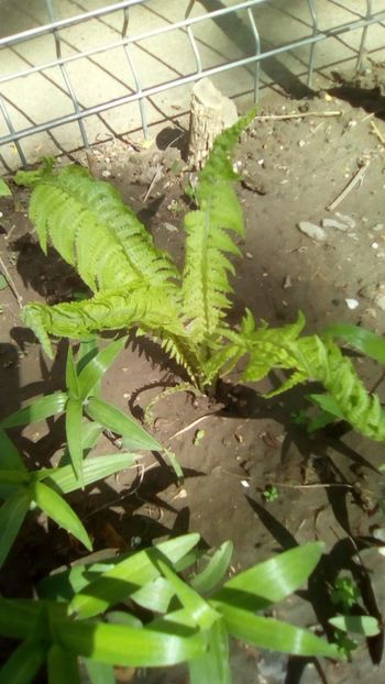 IMG-20200426-WA0078 - De prin gradinita