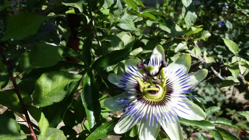 Passiflora - De prin gradinita 2