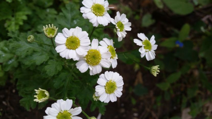  - Tanacetum parthenium