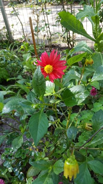 IMG-20200806-WA0023 - De prin gradinita 2