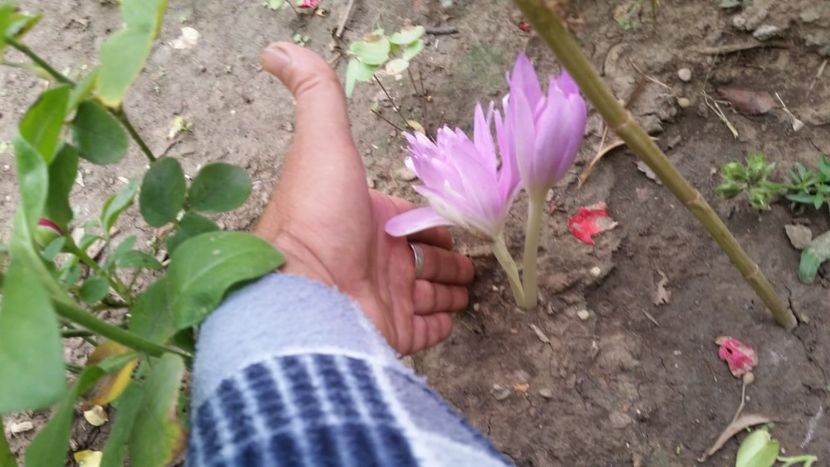 Branduse de toamna - Colchicum autumnale Waterlily - De prin gradinita 2