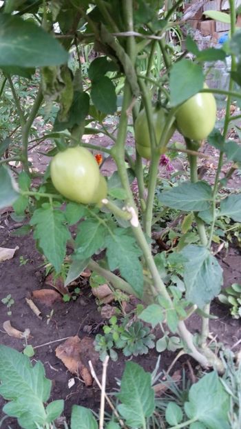 Rosii - De prin gradinita 2