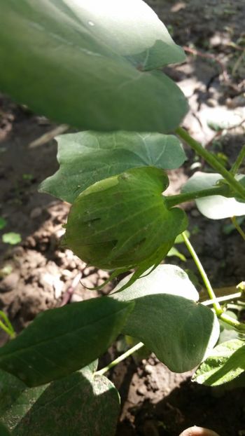 Capsula cu seminte - bumbac - De prin gradinita 2