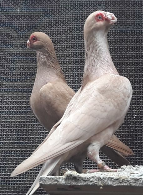  - Indian german 2020