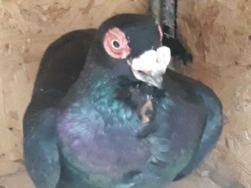  - Indian german 2020