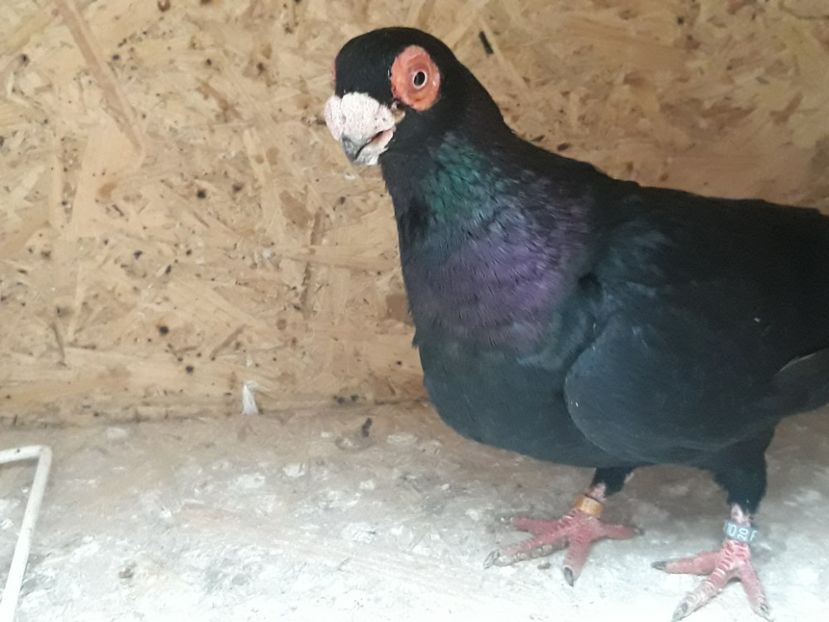  - Indian german 2020