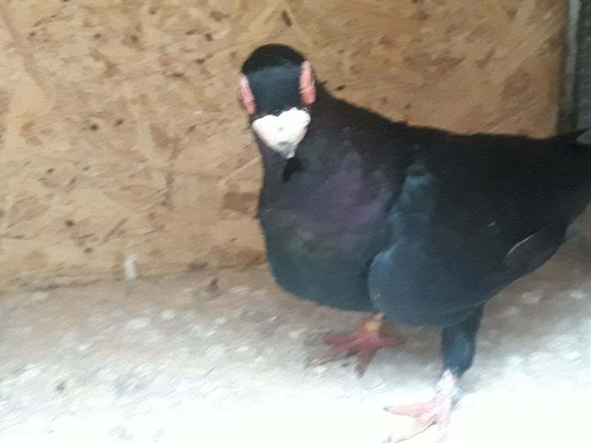  - Indian german 2020