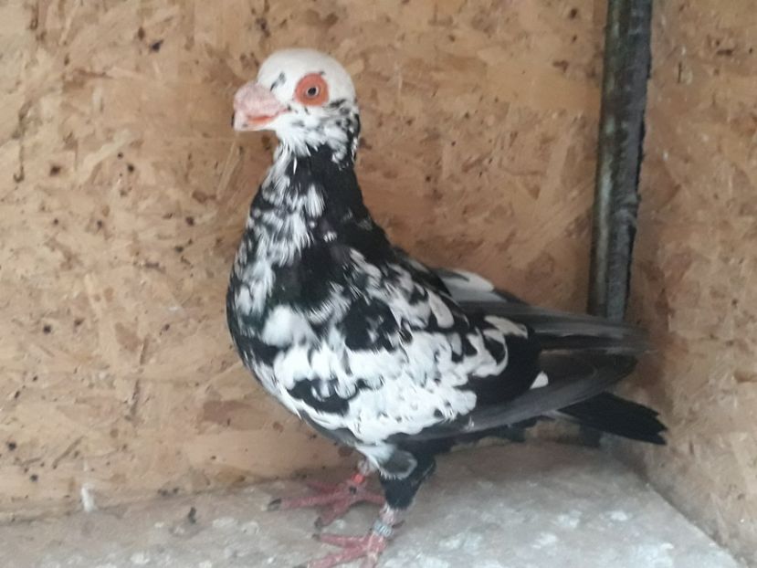  - Indian german 2020