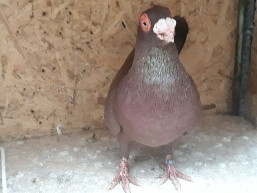  - Indian german 2020