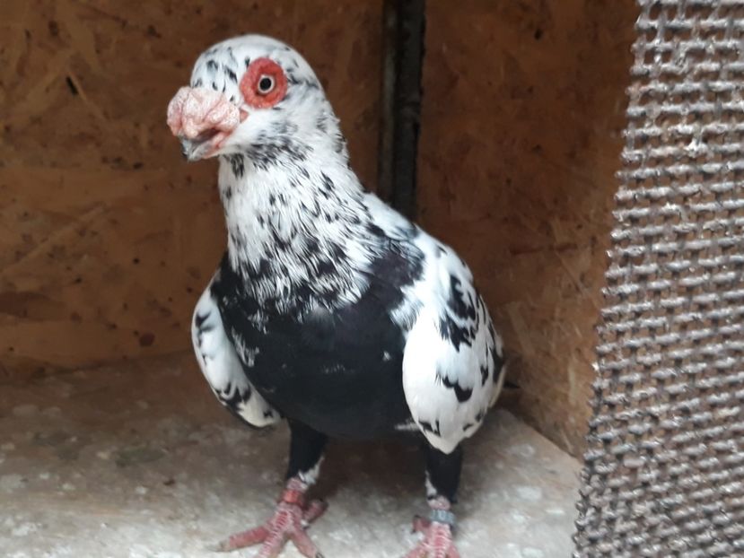  - Indian german 2020