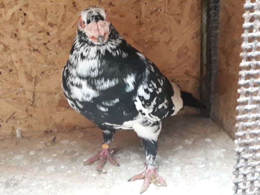  - Indian german 2020