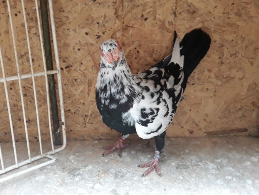  - Indian german 2020