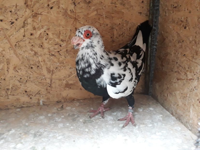  - Indian german 2020