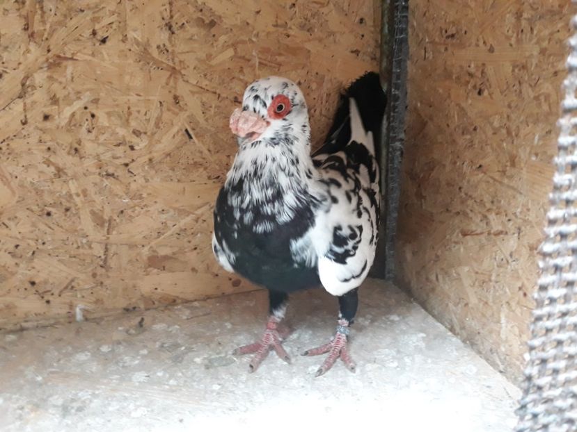  - Indian german 2020