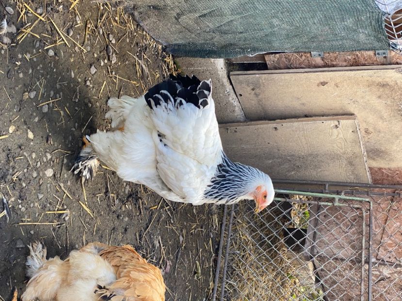 80105538-80C9-4577-9800-F913D98EC4EC - Brahma Herminat Deschis