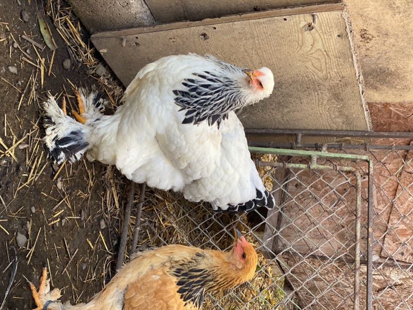 05F71A19-29FD-43DA-ABEE-62B67F9E0873 - Brahma Herminat Deschis