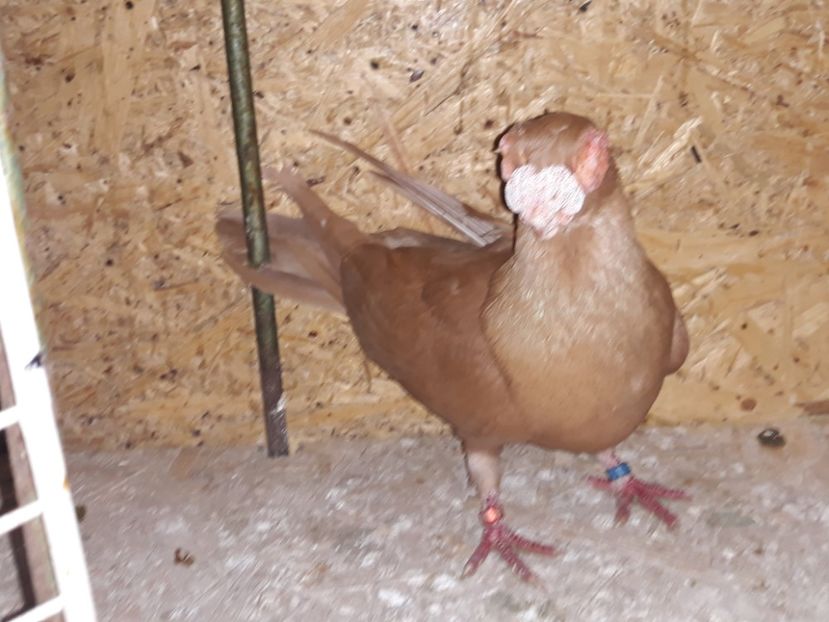 M 18 - Indian german 2020