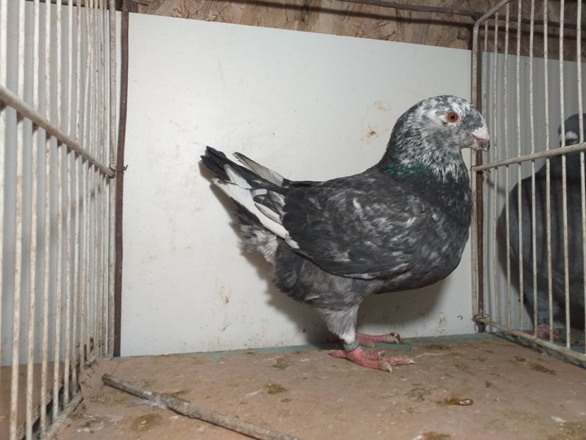 20201110_140629(0) - Tineret 2020