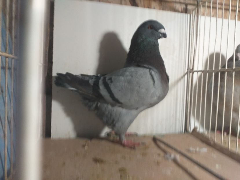 20201110_110438(0) - Tineret 2020