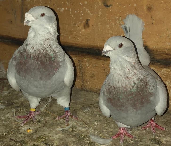 5A433CDA-D0D9-4F28-BFEB-FE4EC06C11A5 - Standard