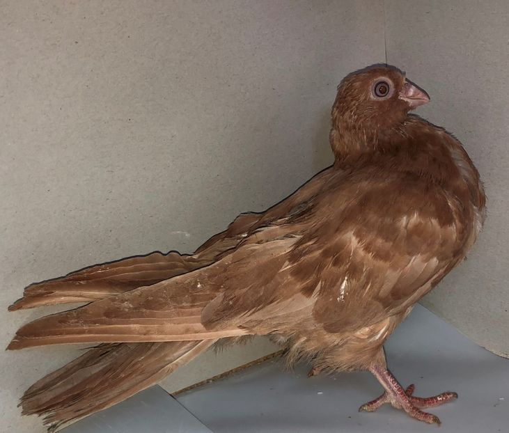 mascul  2020 - Plecați ALBUM 3