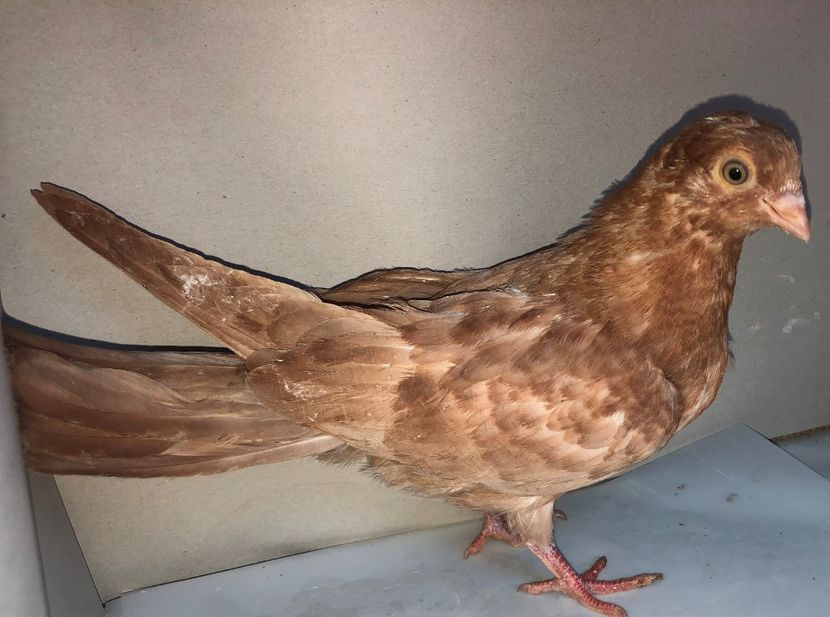 femelă  2020 - Plecați ALBUM 3