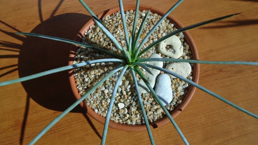 Agave stricta f. nana Minas Asbestos - Agave - Yucca si Dracaena 2020
