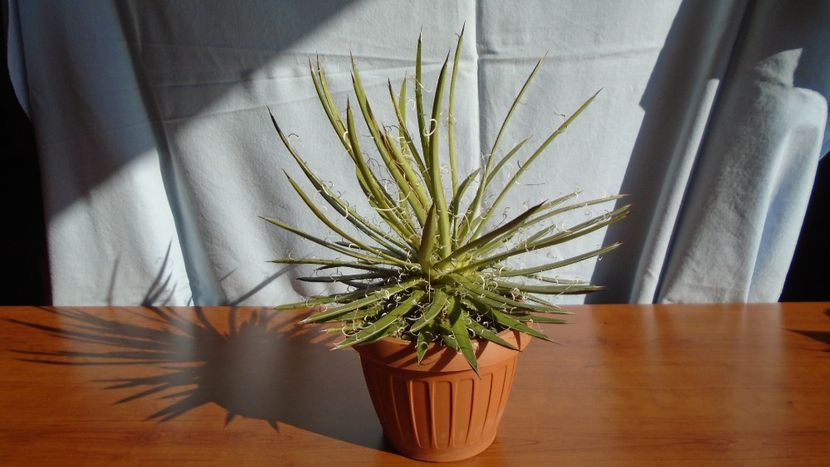Agave x leopoldii (A. filifera and A. filifera ssp. schidigera) - Agave - Yucca si Dracaena 2020