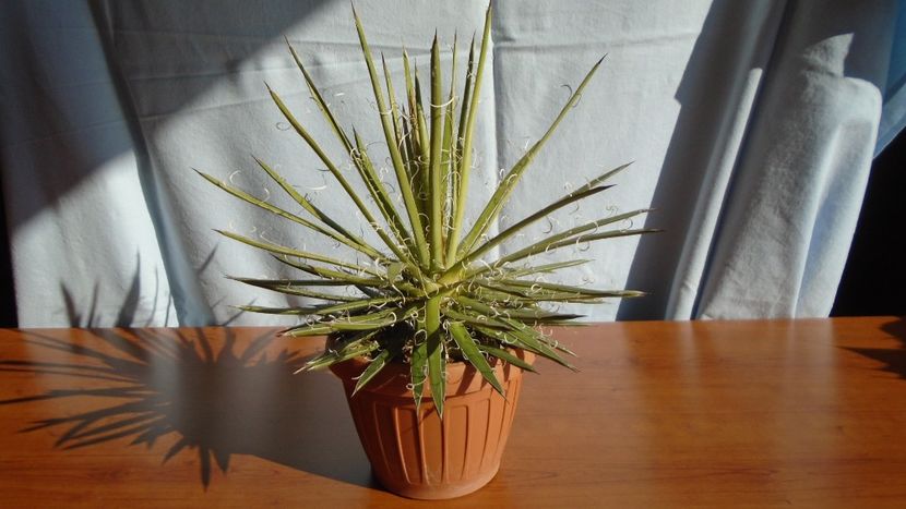 Agave x leopoldii (A. filifera and A. filifera ssp. schidigera) - Agave - Yucca si Dracaena 2020