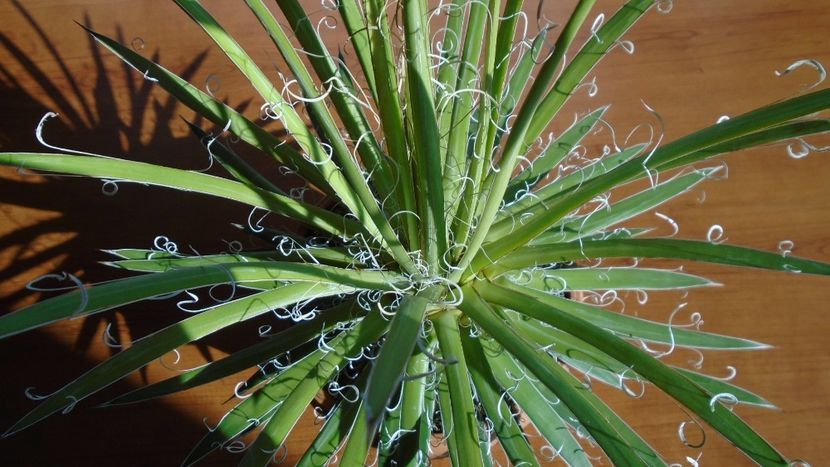 Agave x leopoldii (A. filifera and A. filifera ssp. schidigera) - Agave - Yucca si Dracaena 2020