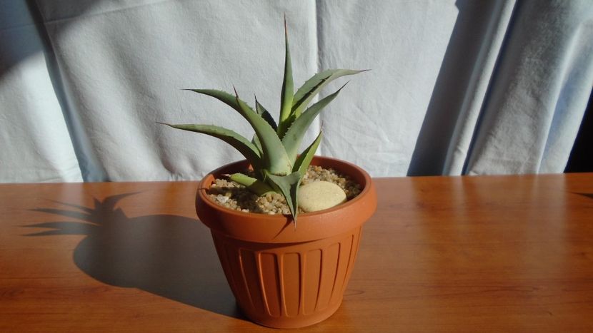 Agave sp. - Agave - Yucca si Dracaena 2020