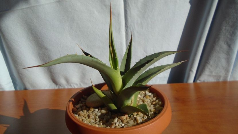 Agave sp. - Agave - Yucca si Dracaena 2020