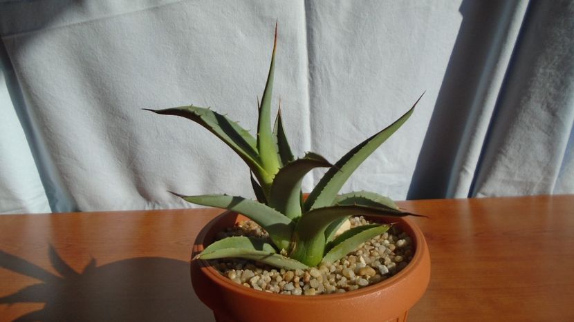 Agave sp. - Agave - Yucca si Dracaena 2020