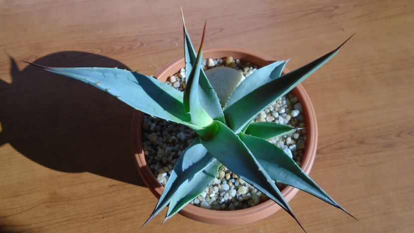 Agave sp. - Agave - Yucca si Dracaena 2020